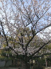 葛飾からの春だより